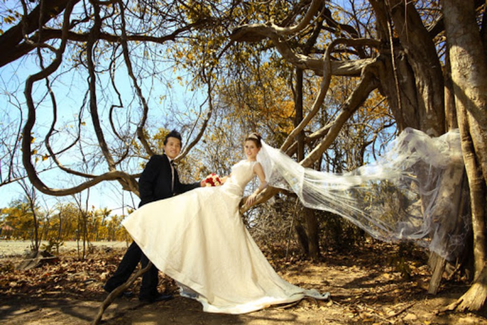 Chụp ảnh cưới với rừng cây - Ảnh minh họa: Internet